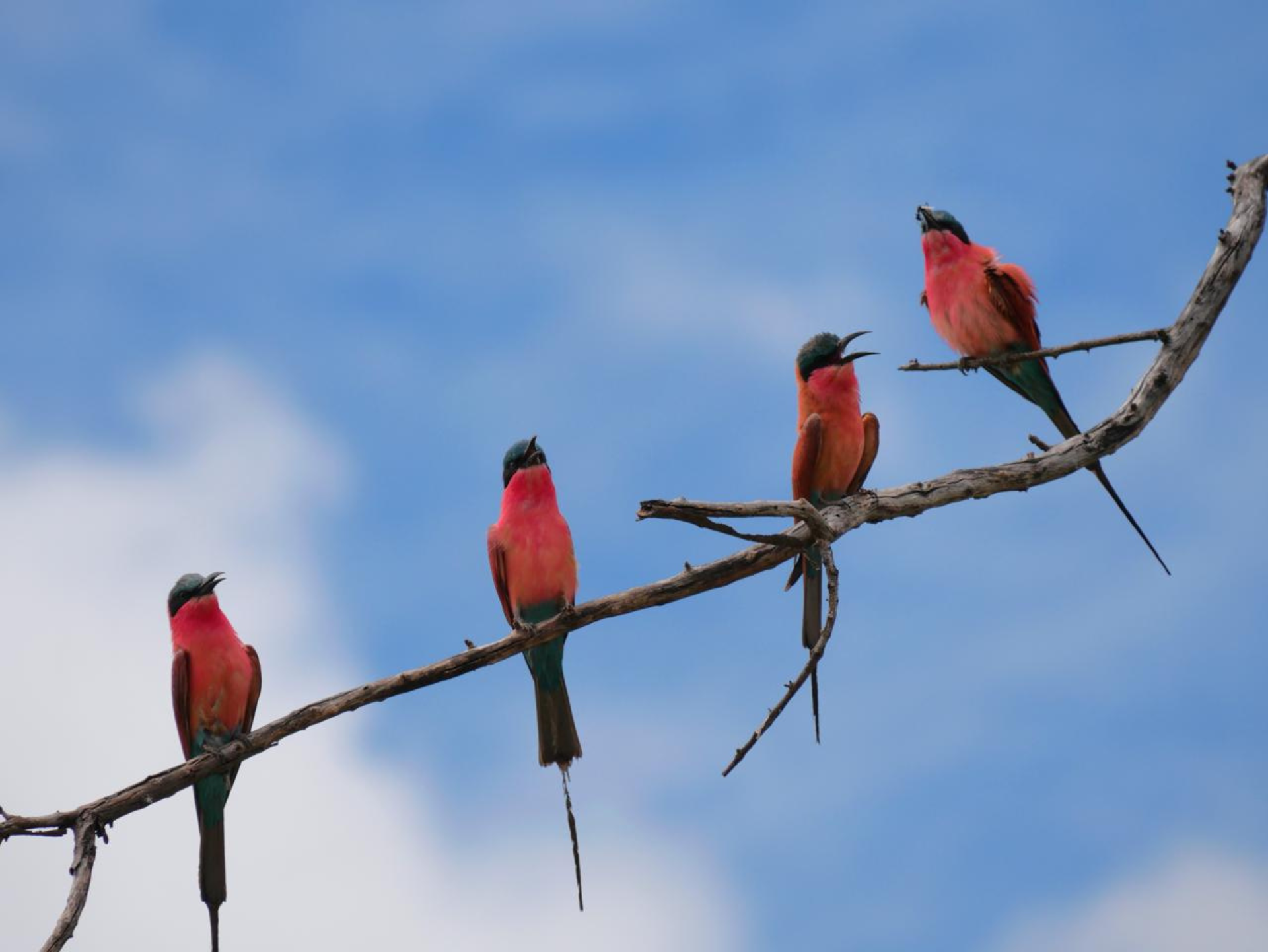 Into The Wild: Our Botswana Journey